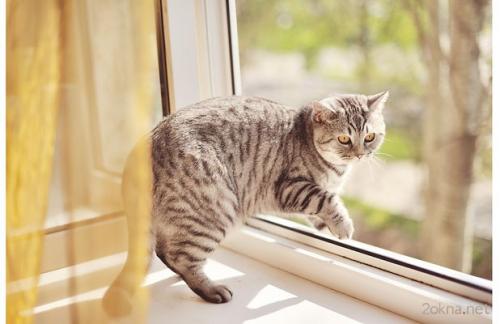 Пластиковые кухонные окна с форточкой. 7 причин для приобретения окна с форточкой