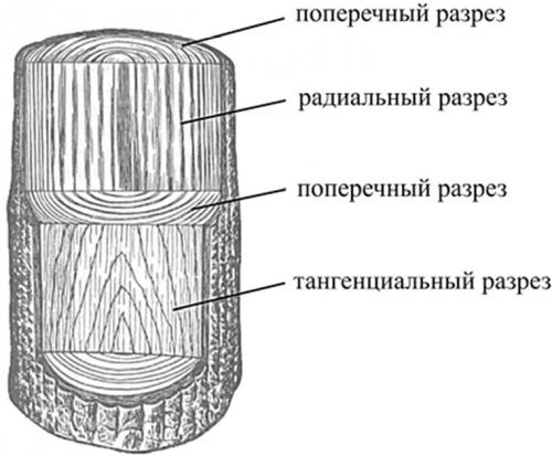 Как используются части дерева.  Строение древесины